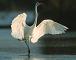 Aigrette