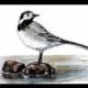 saker