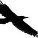 Corvus