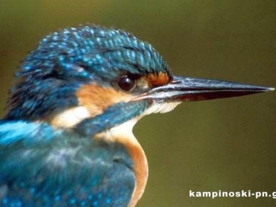 Ciekawostki na temat ptaków