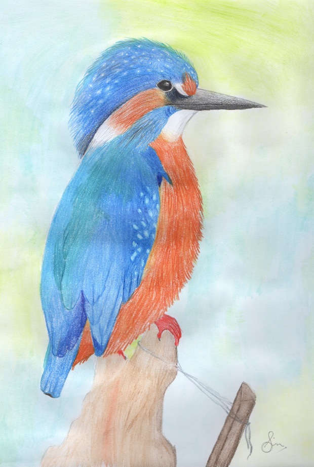 Ptasi Świat Modraszki