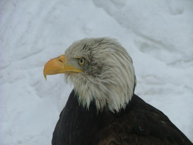 "Nie można przyrody zwyciężyć inaczej niż przez to, że się jej słucha.''-Francis Bacon