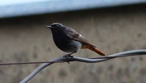 Relacje o ptakach i wesołe wierszyki