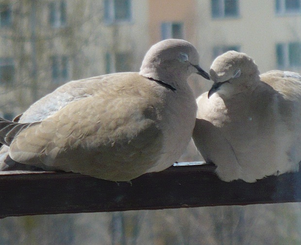 Piękne Ptaki Polski
