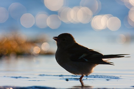 moje obserwacje ptaków