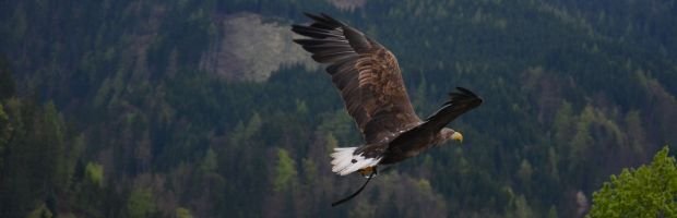 Wielka Księga Ptaków