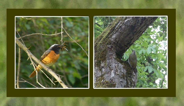 Ptasie obserwacje i nie tylko