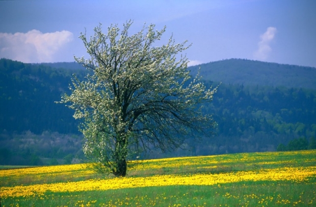 Zapiski modraszki...