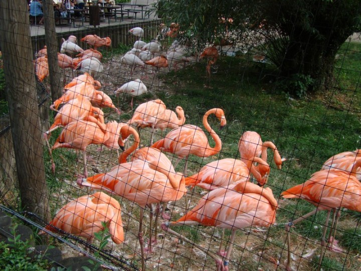 flemingi (Zoo Dvor Kralove)