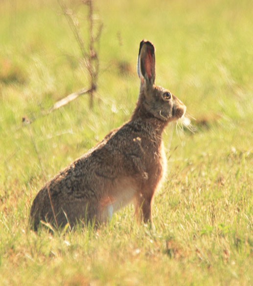 Zając dla tych, którzy ...
