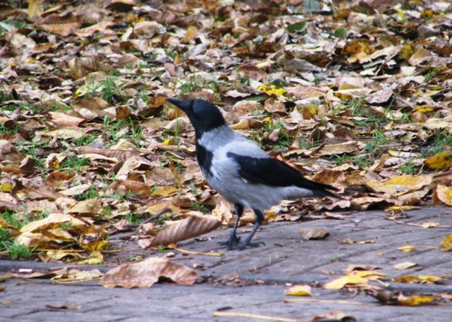 i kto tu jest królową?!