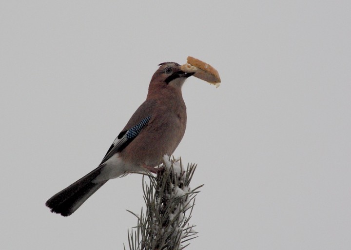 Nie odpowiadało ziarno, ...