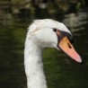 łabędzio ...