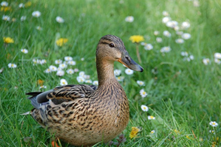 zdjęcie na wielkanoc