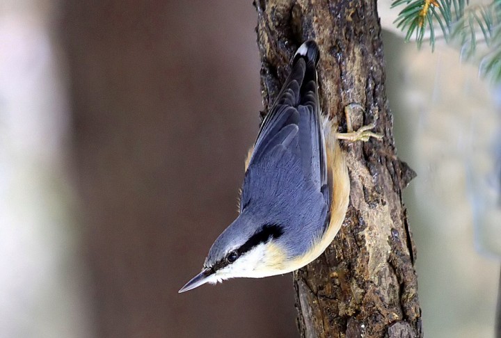 Głową w dół, kowalik.