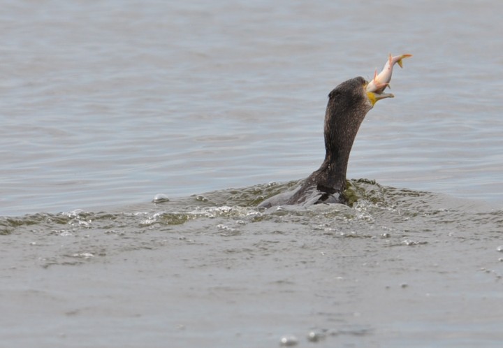 Kormoran