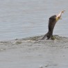 Kormoran