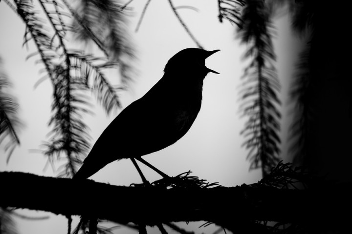 Co to za ptak? - codziennie ...