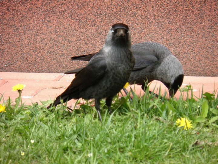 kawki cz.2 (07.04.2011r.)