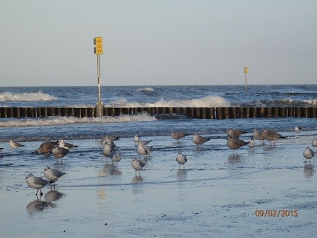 Stado mew na plaży w ...