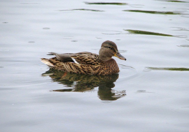 jestem najpiękniejsza