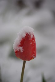 Więcej Więcej
