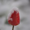 Zima w ...
