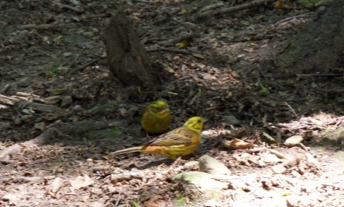 Trznadel? Chyba tak...