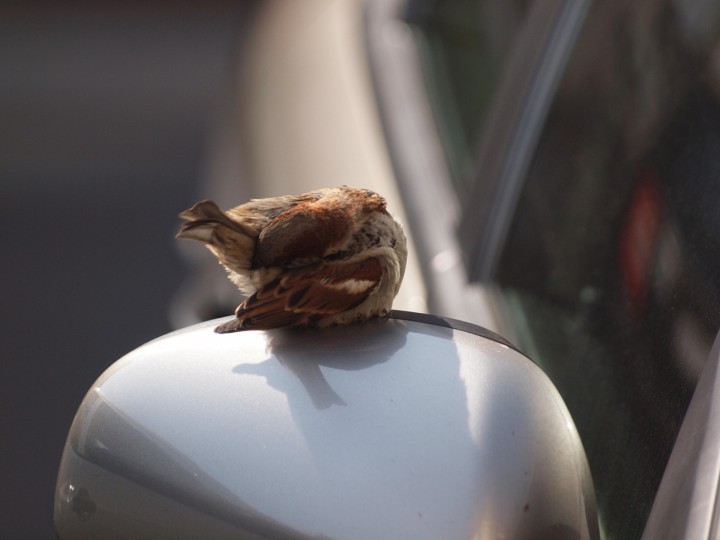 Wyginam śmiało ciało ...