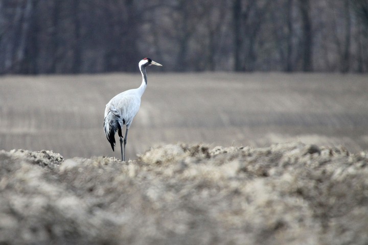 On też chciałby do galerii ...