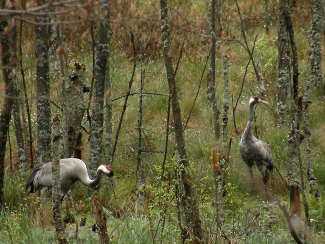 Kolejny miły widok rankiem.