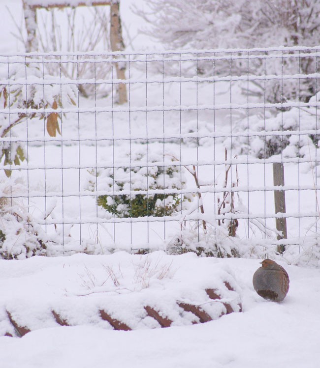 Samiec czy samica? Foto ...