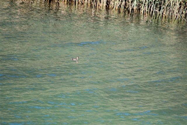 Czy to perkozek?2 Chorwacja