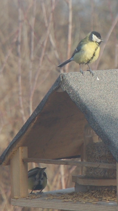 Szał sikorkowy - cz.6