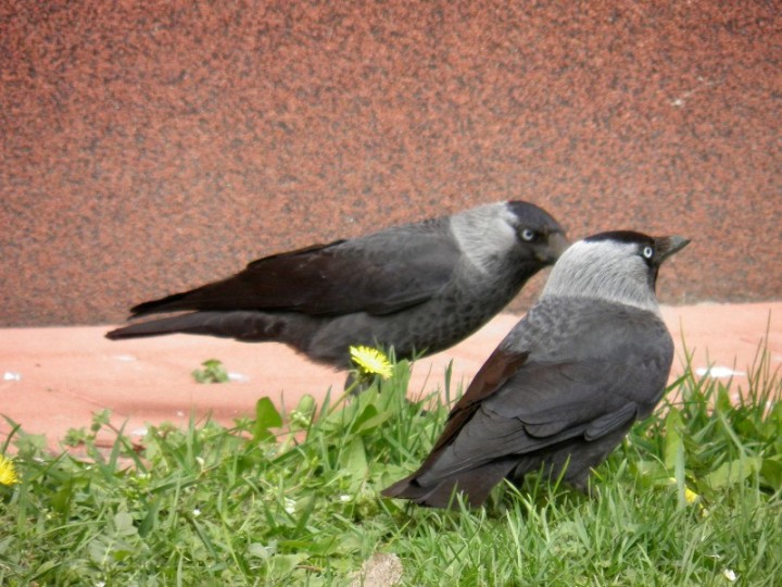 kawki cz.3 (07.04.2011r.)