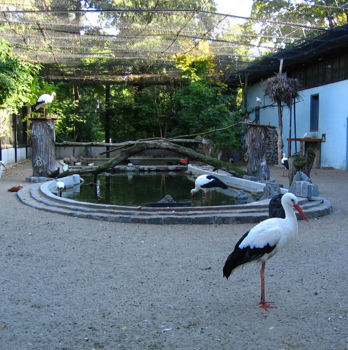 bociany w Wrocławskim Zoo