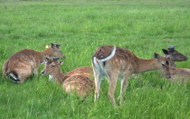 Daniele wiosną c.d.