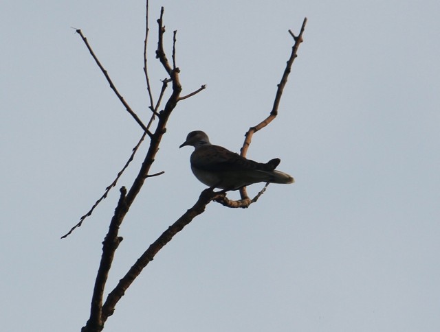 Moja pierwsza turkawka