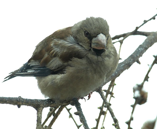 nietypowy grubodziób...