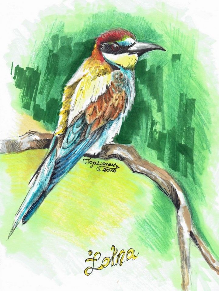 Żołna po raz kolejny :)