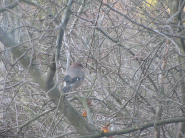 Sesja sójki w moim ogródku :)