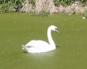Więcej