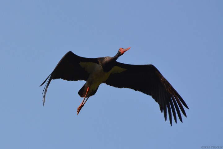 Bocian czarny (Ciconia ...