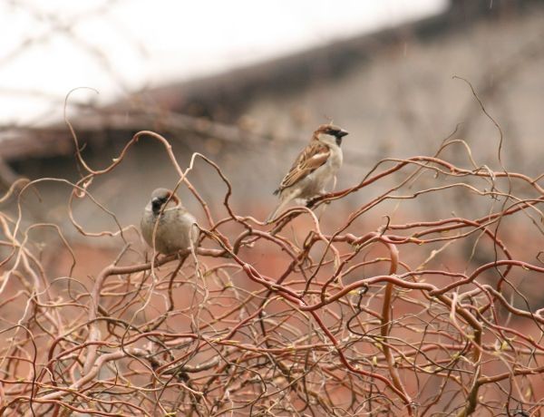 Wróble w zaroślach, fot. ...