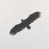 Aquila ...