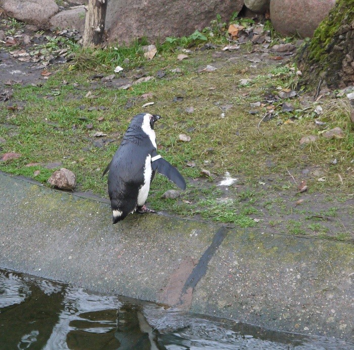 Afrykański pingwinek :)