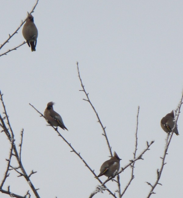 Jemiołuszki, zima ubiegłego ...