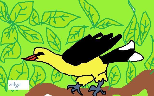 Wilga