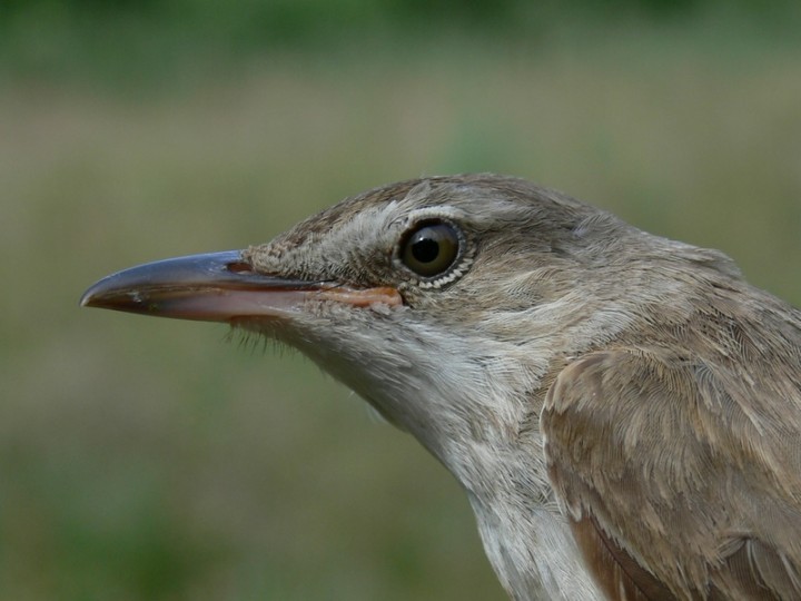 Portret trzcinowego krzykacza