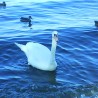 łabędź